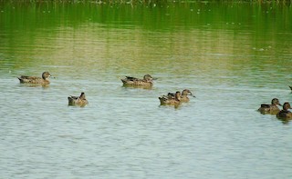 Blue-winged Teal, ML261037261