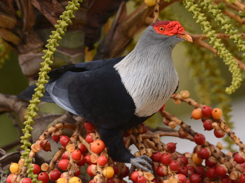 Seychelles Blue-Pigeon - Mark Van Beirs