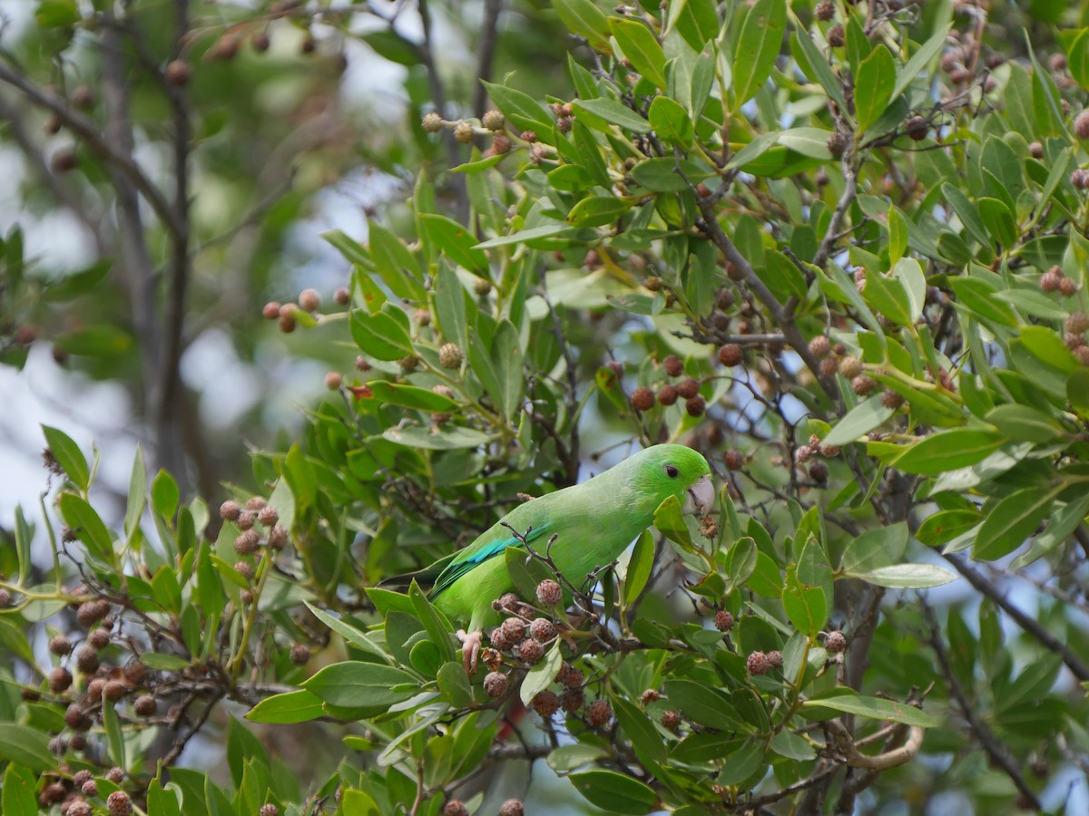 Yeşil Sokumlu Serçe Papağanı - ML261042061