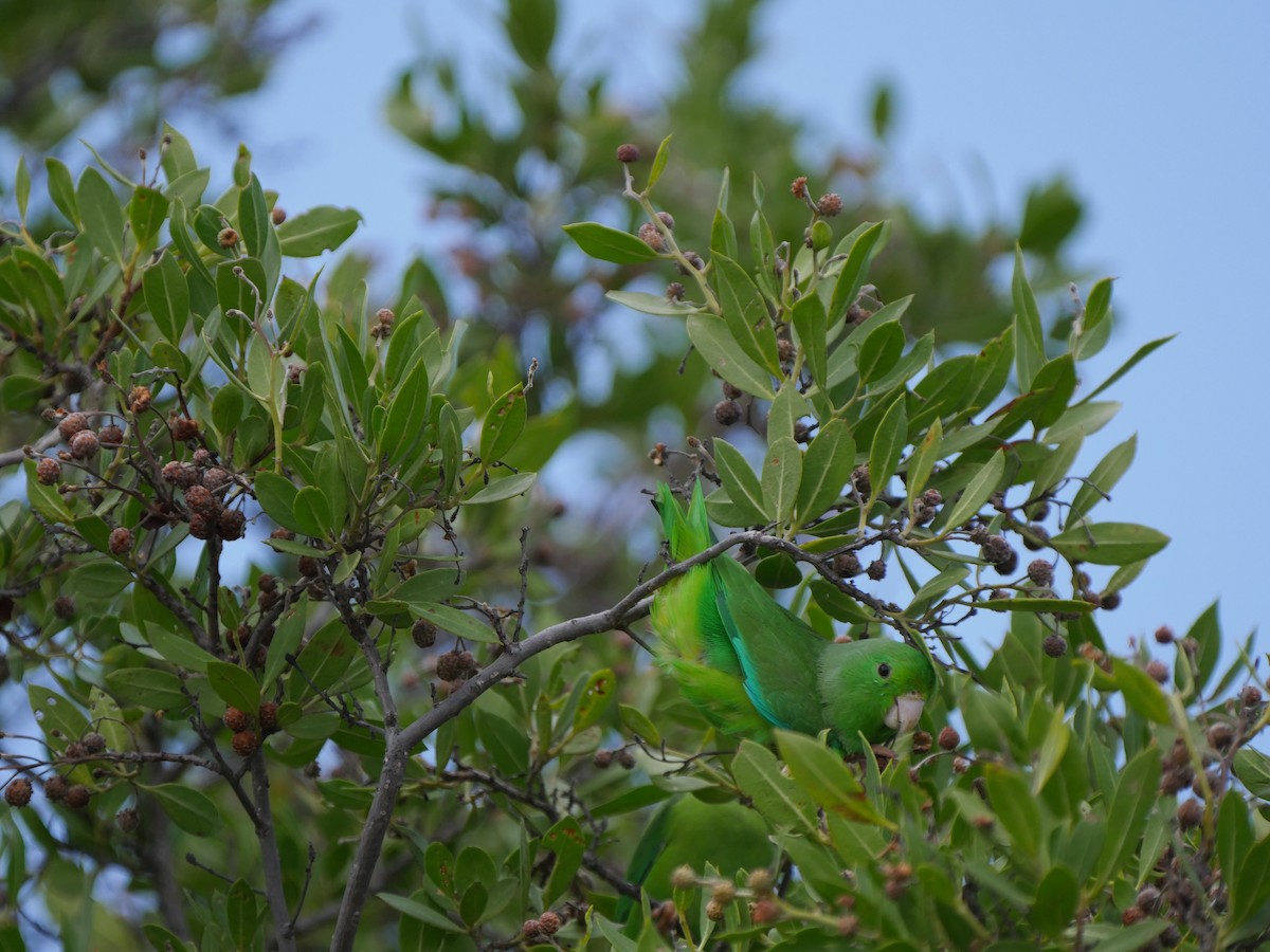 Yeşil Sokumlu Serçe Papağanı - ML261042241