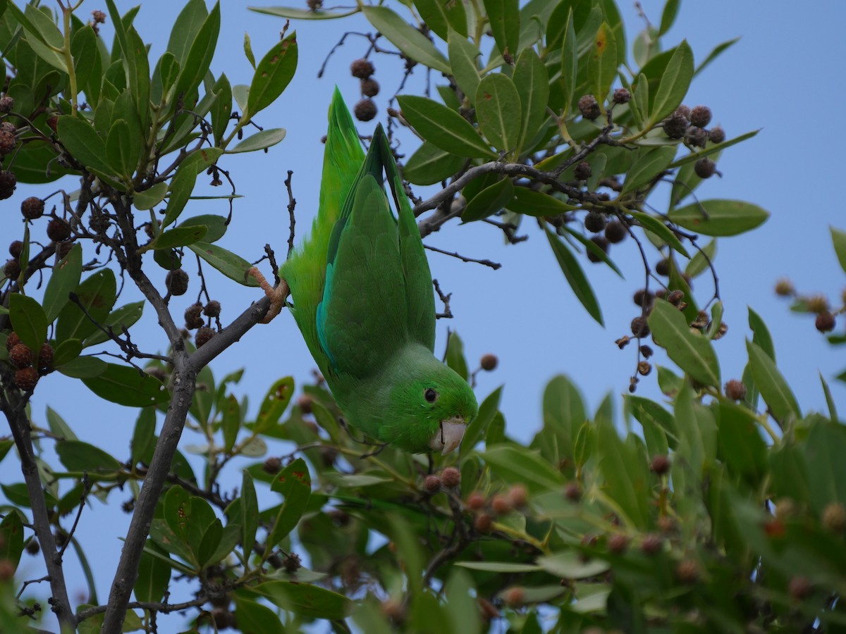 Yeşil Sokumlu Serçe Papağanı - ML261042331