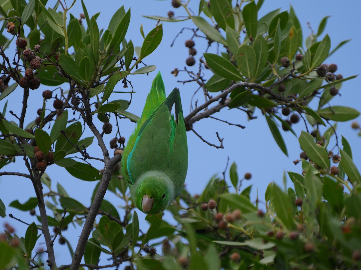 Yeşil Sokumlu Serçe Papağanı - ML261042641