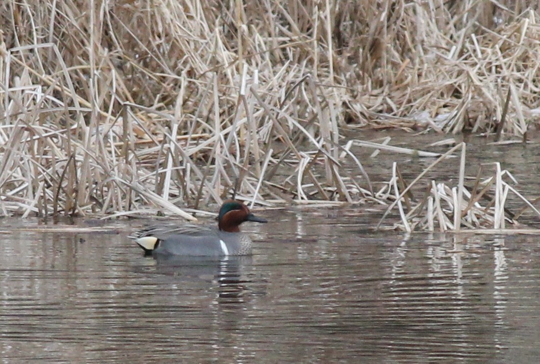 Green-winged Teal - ML26104571