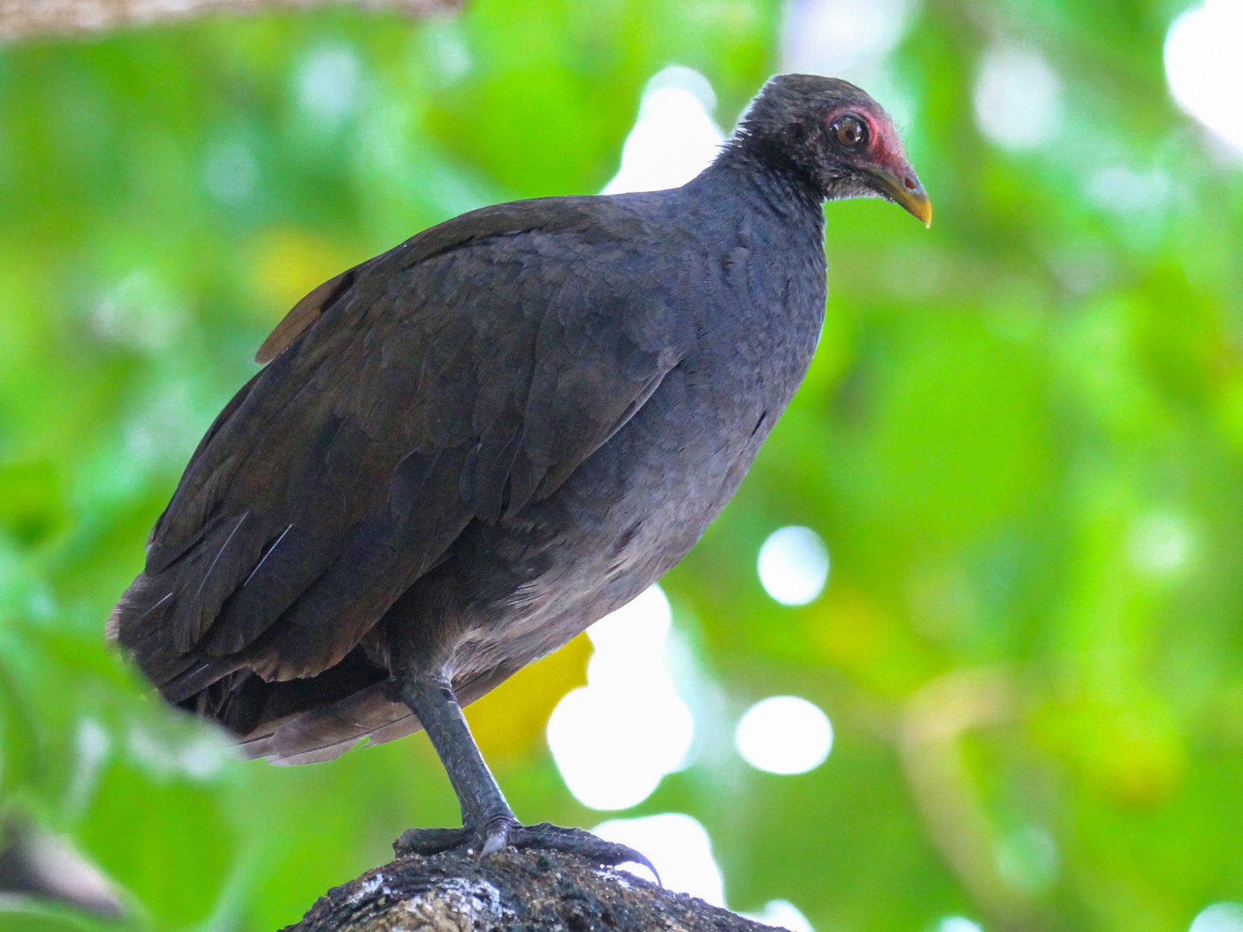 Melanesian Megapode - Charles Davies