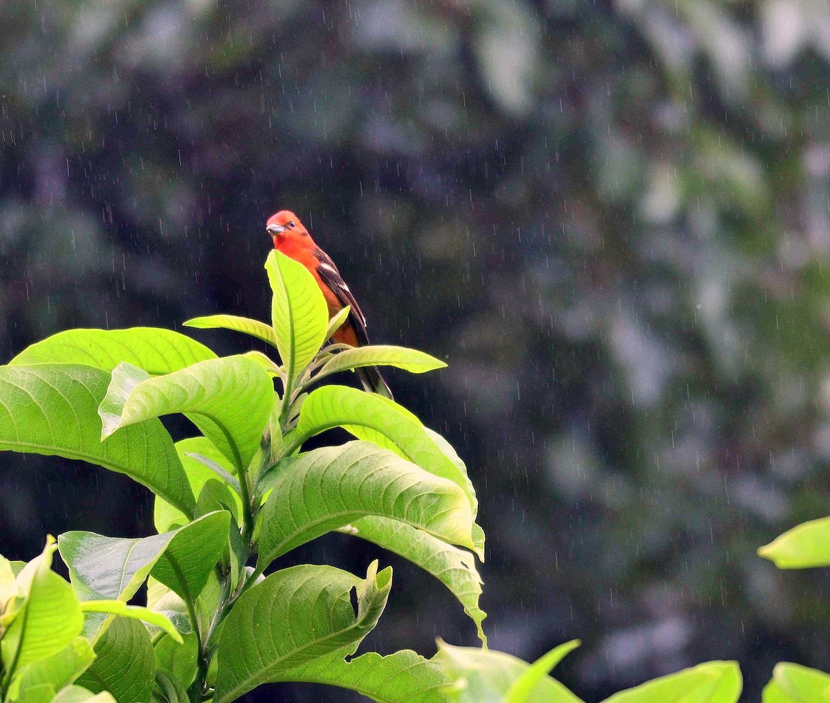 Flame-colored Tanager - ML261052591