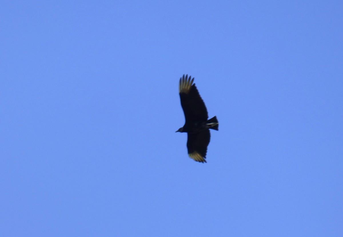 Black Vulture - Pablo Hernan Capovilla