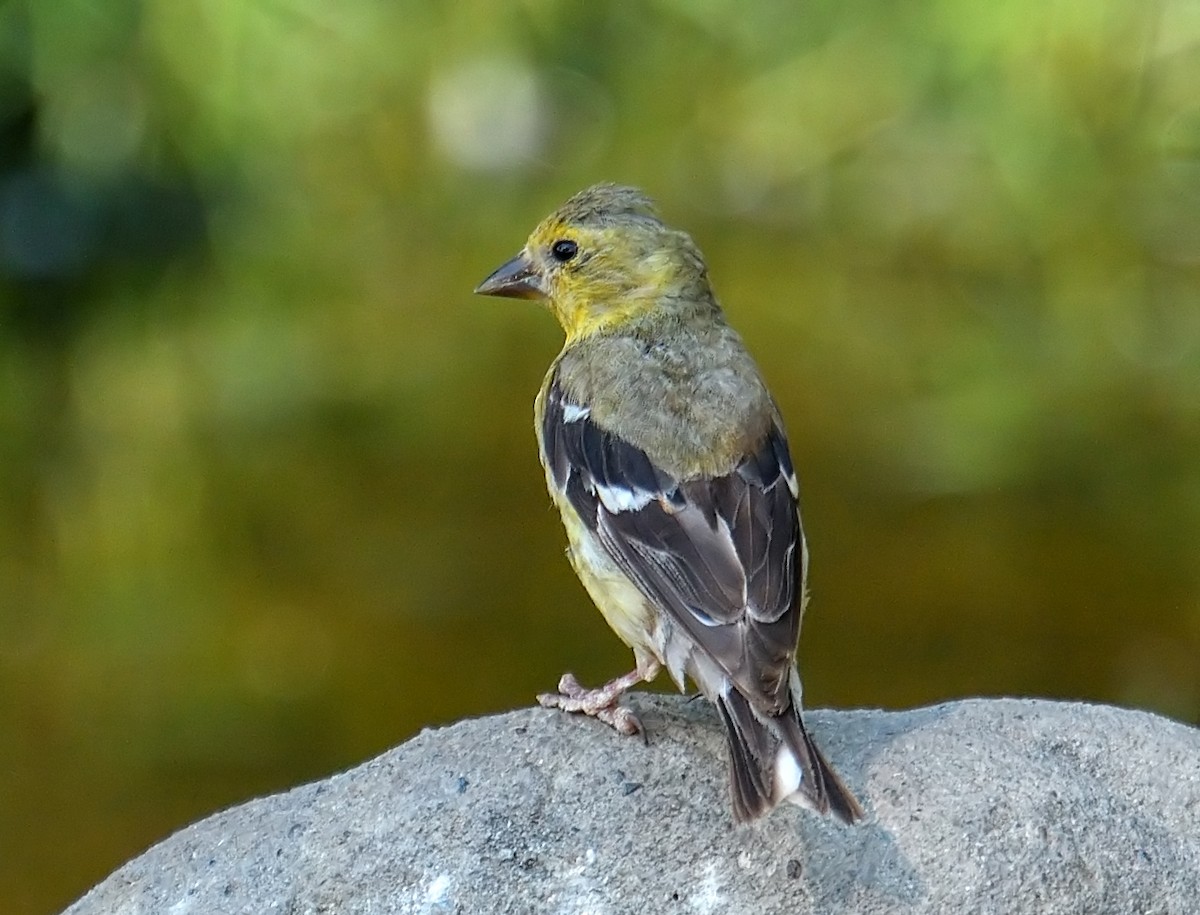 American Goldfinch - Jerry Ting