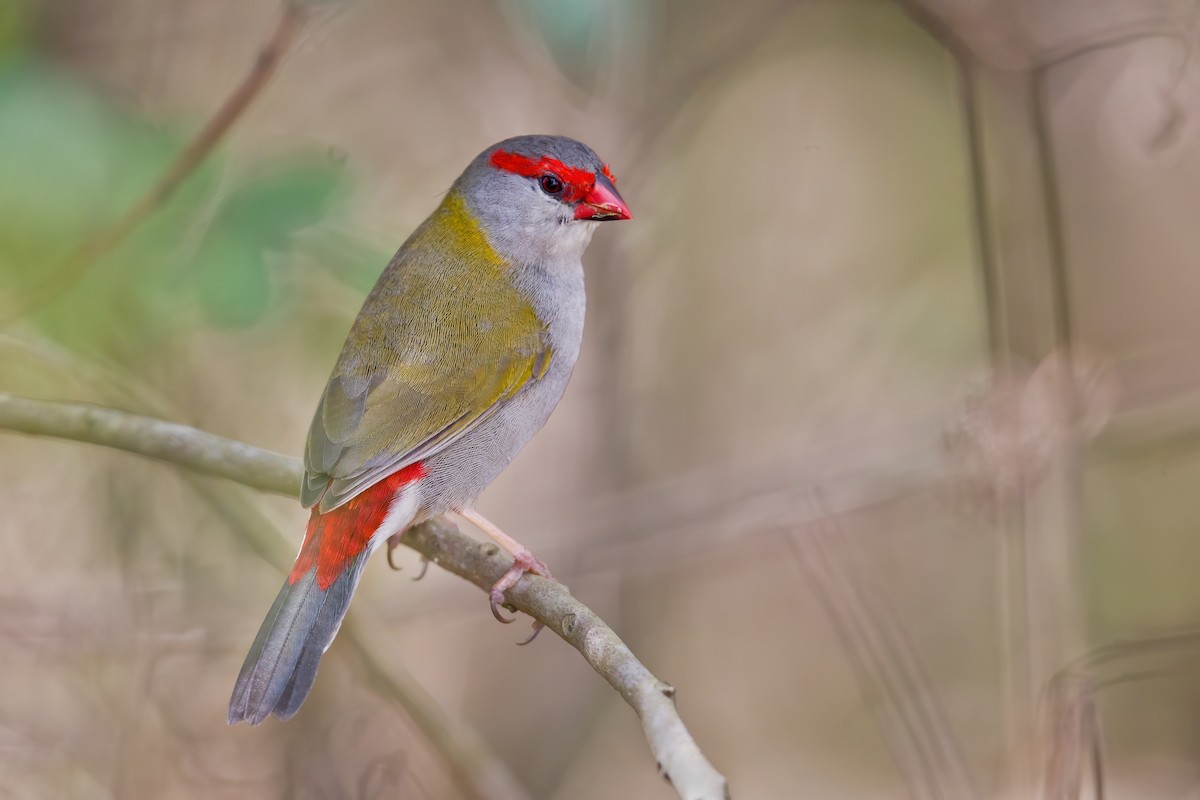 Red-browed Firetail - ML261061071