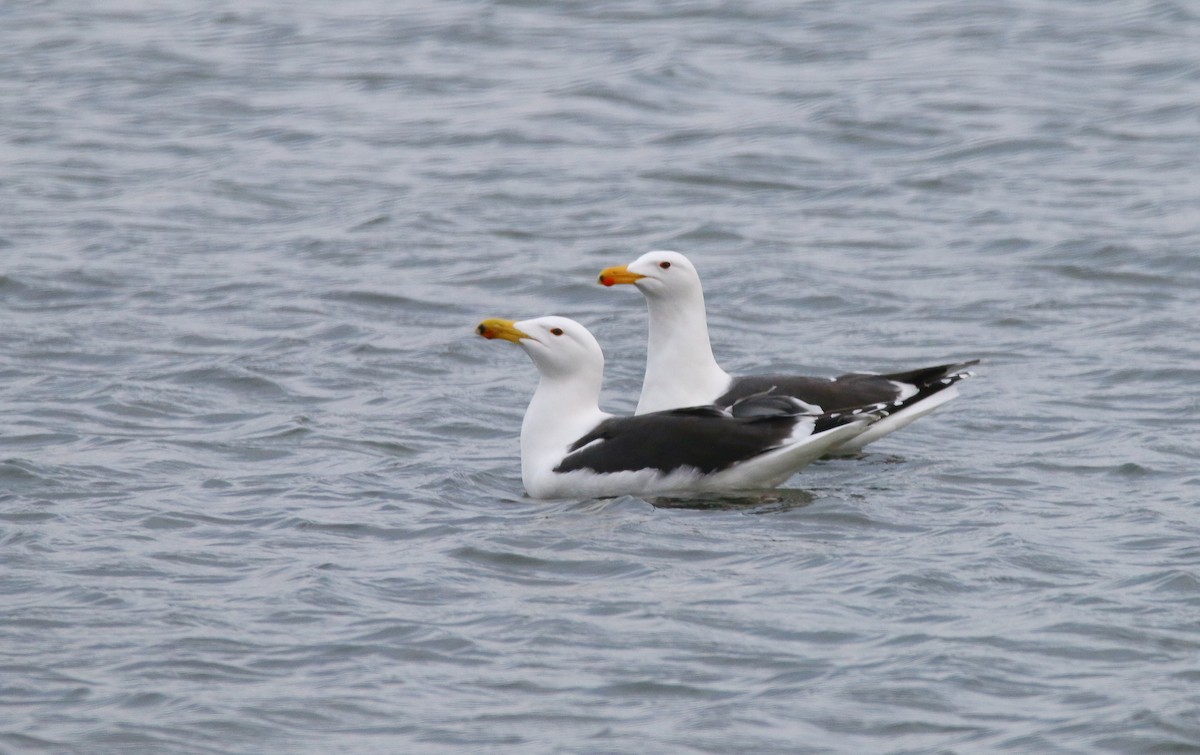 Great Black-backed Gull - Devin Griffiths