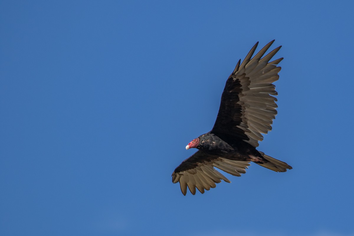 Turkey Vulture - Bruce Miller