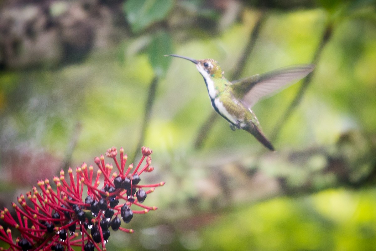 kolibřík tropický - ML261062951