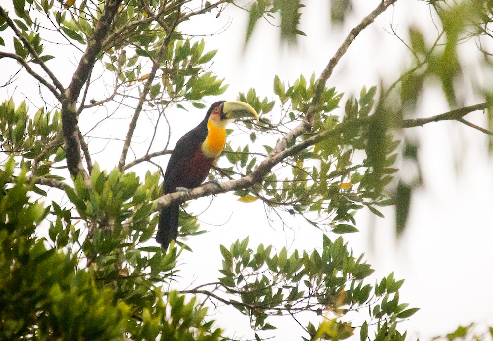 Red-breasted Toucan - ML261063181