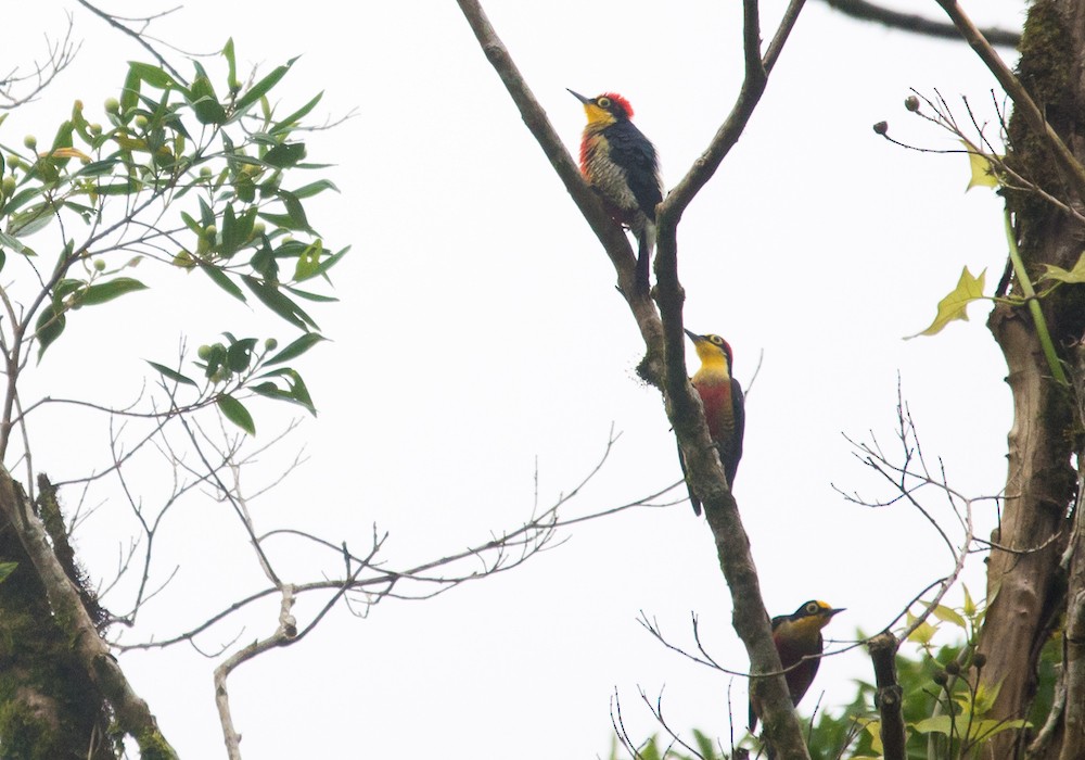 Yellow-fronted Woodpecker - ML261063341