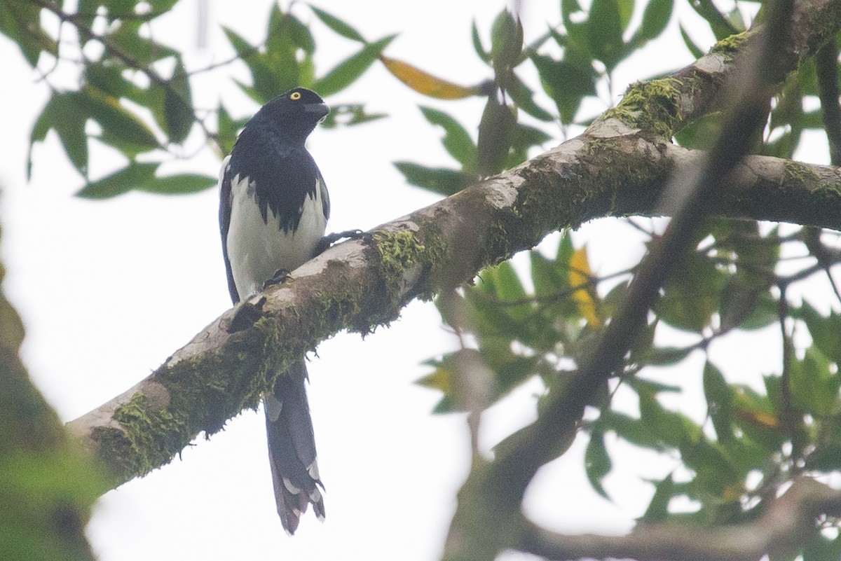 Magpie Tanager - vincent bosson