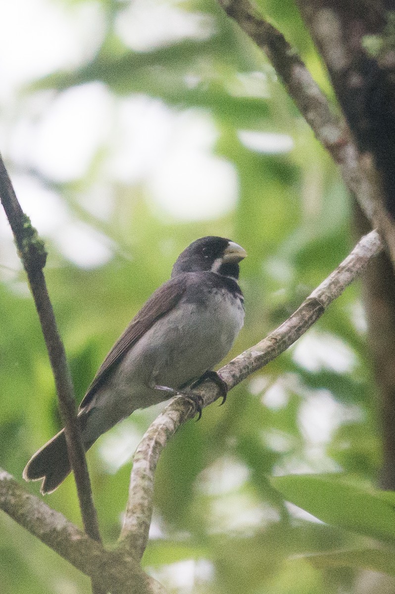 Double-collared Seedeater - vincent bosson