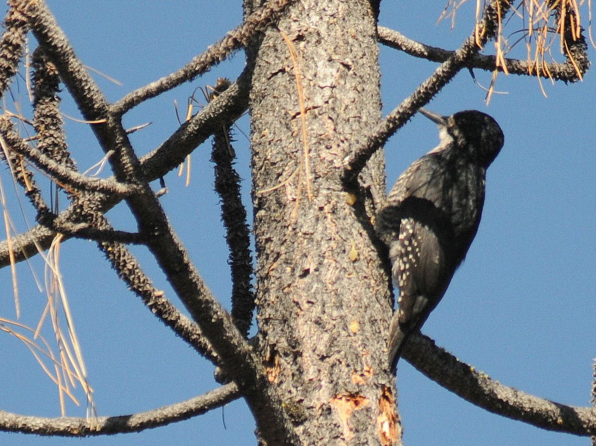 Black-backed Woodpecker - ML261068361