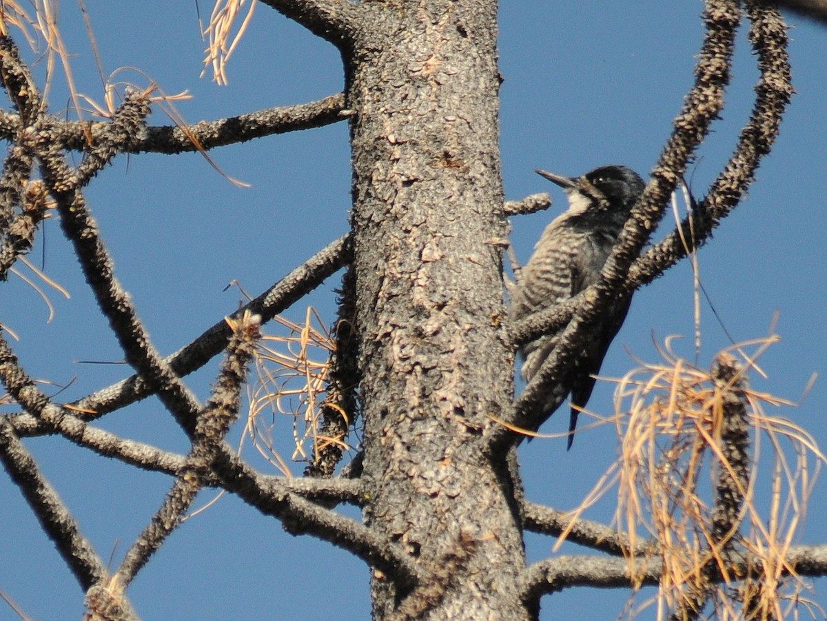 Black-backed Woodpecker - ML261068371