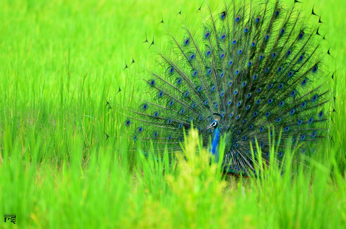 Indian Peafowl - Roshan  Shetty