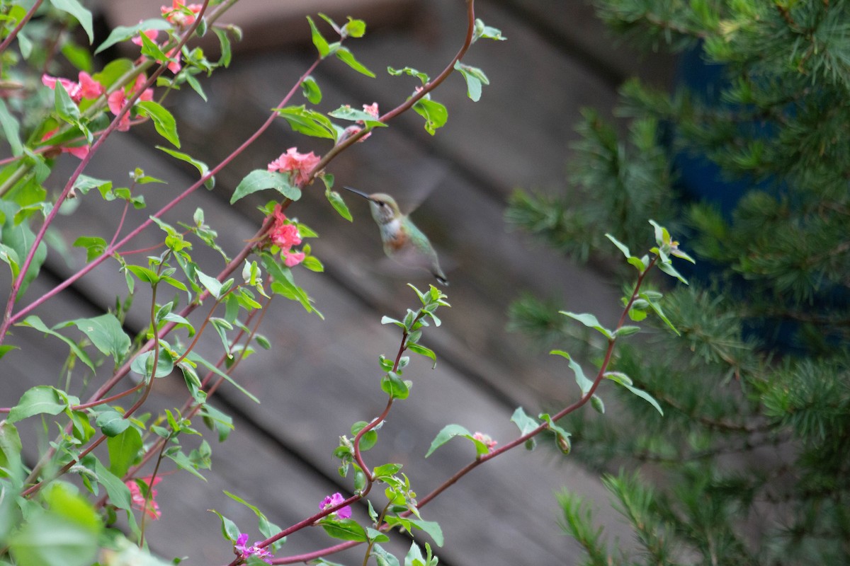 Rufous Hummingbird - Cindy Trussell