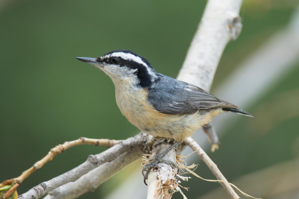 Red-breasted Nuthatch - Robert Lewis