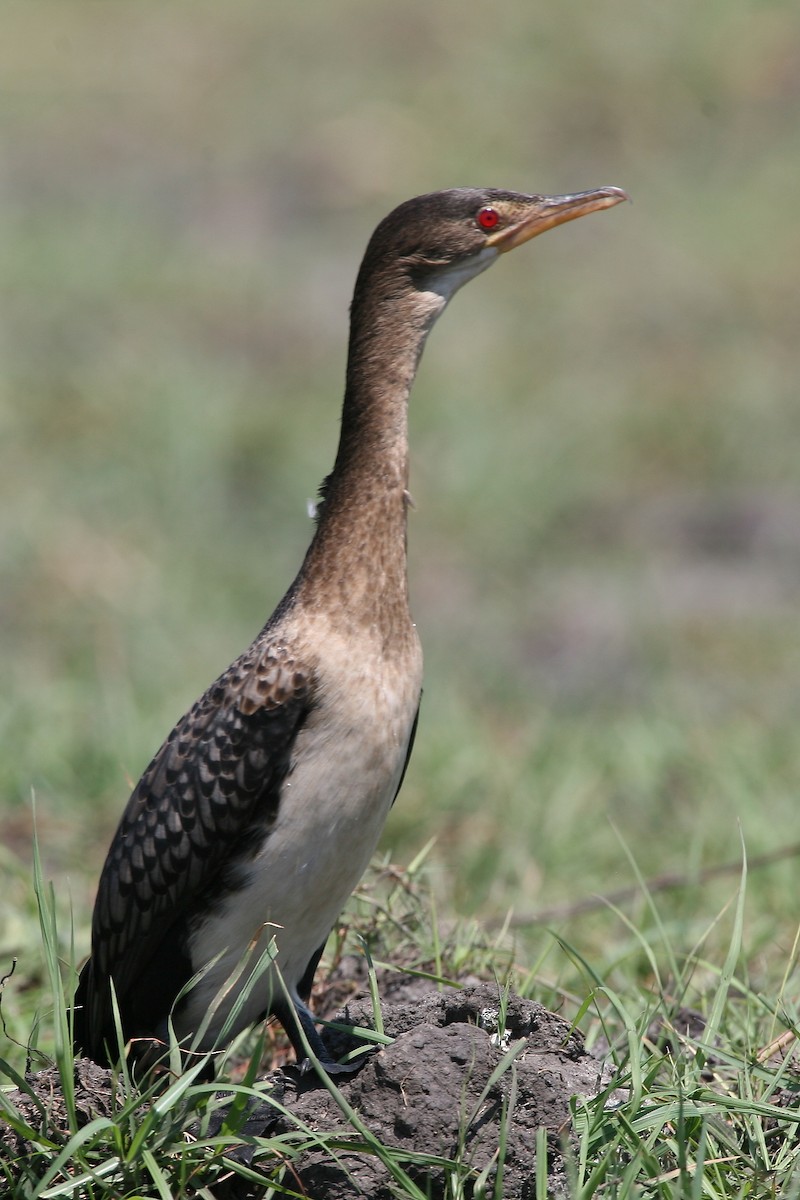 Long-tailed Cormorant - ML261079561