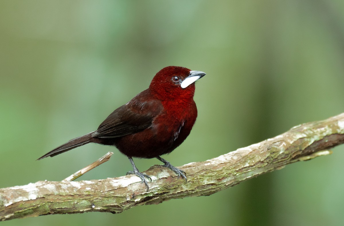 Silver-beaked Tanager - ML261087521
