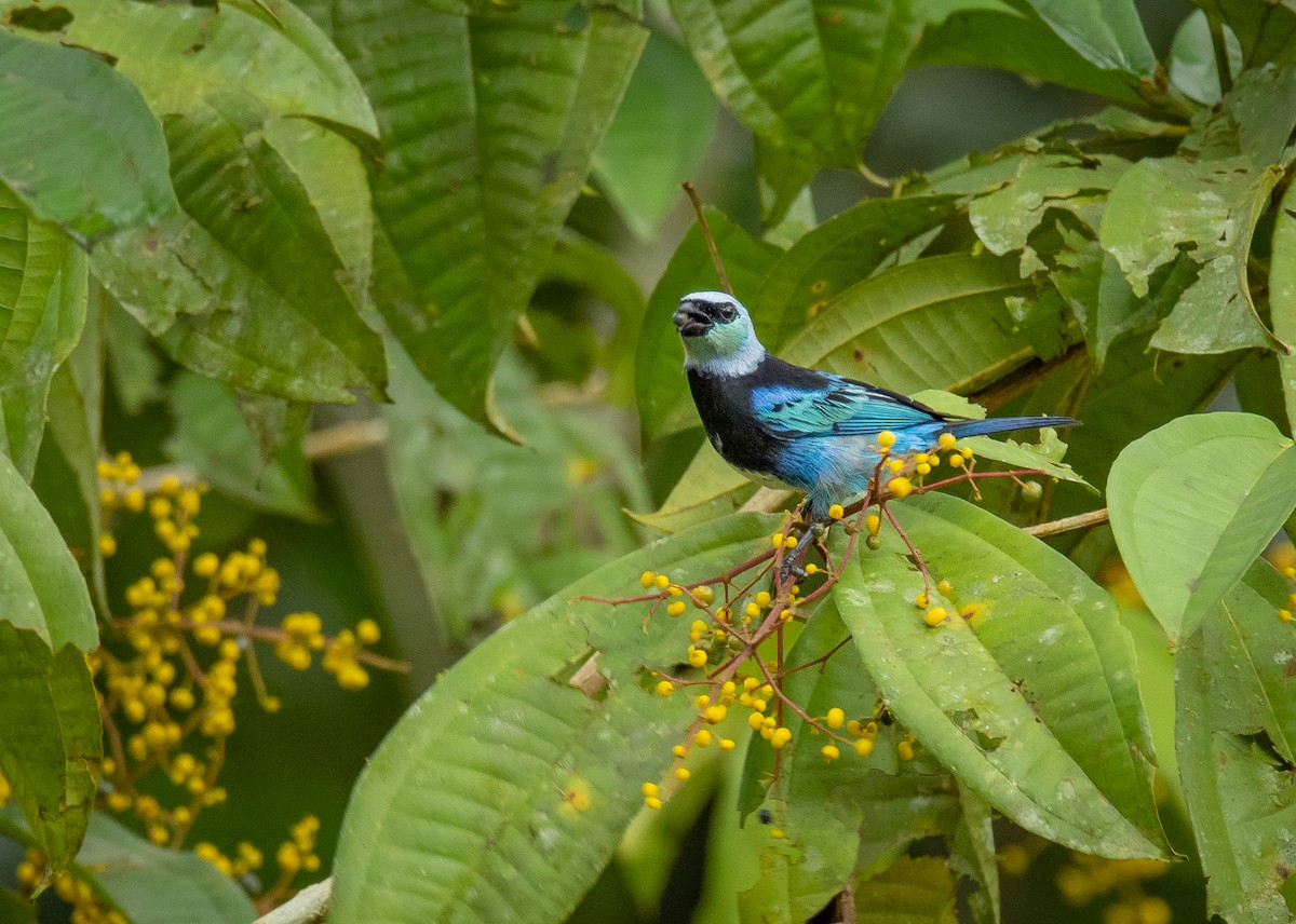 Masked Tanager - ML261088281
