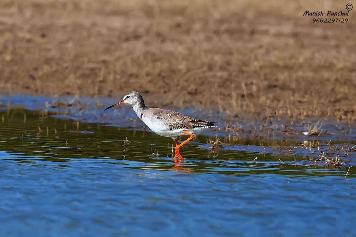 Spotted Redshank - ML261092021
