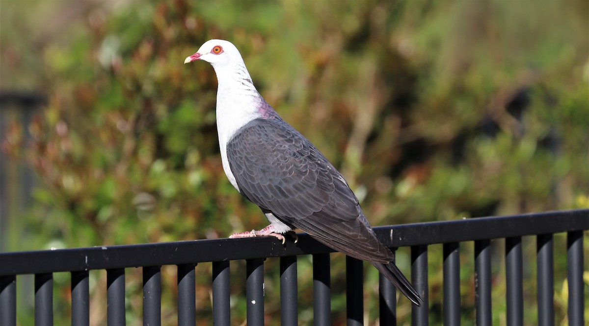White-headed Pigeon - ML261092061