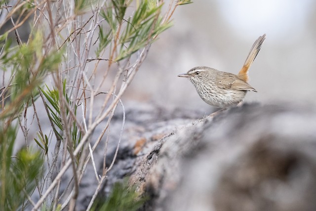 Chestnut Rumped Heathwren Ebird