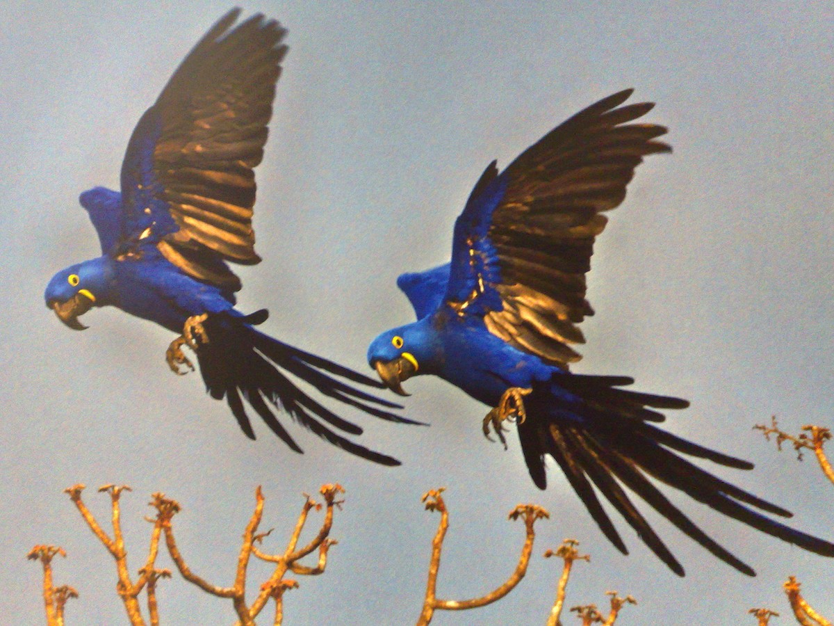 Hyacinth Macaw - ML261093671