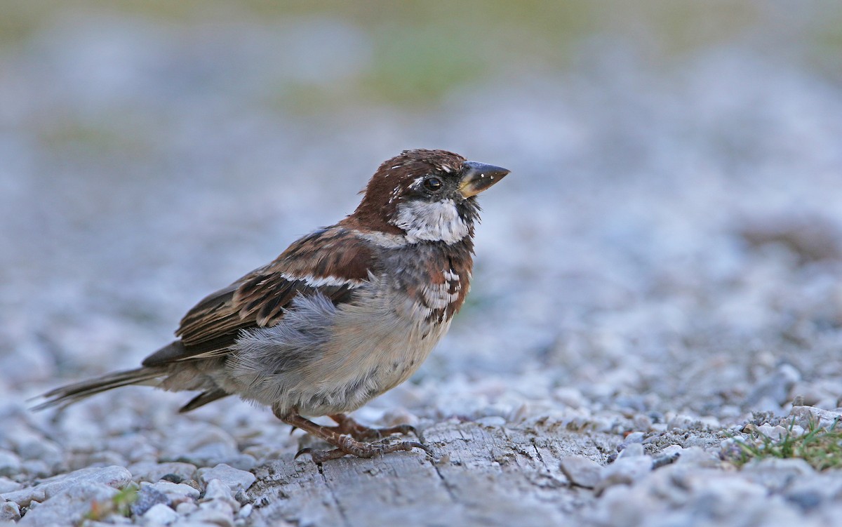 Italian Sparrow - ML261095941