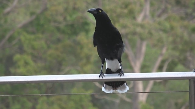 Pied Currawong - ML261096511