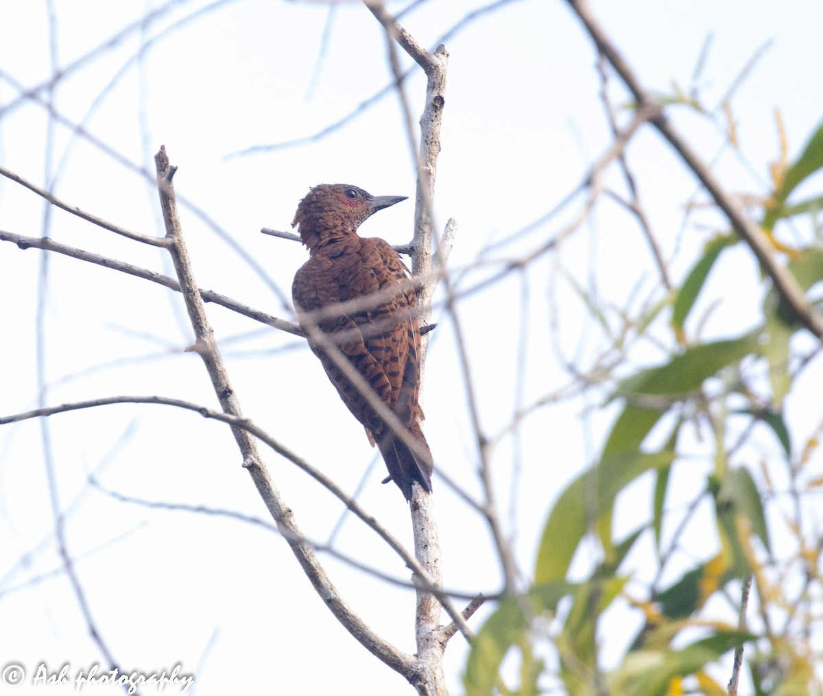 Rufous Woodpecker - ML261100411