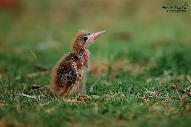 Natal down lateral view. - Yellow Bittern - 