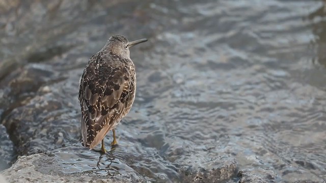 Long-billed Dowitcher - ML261101631