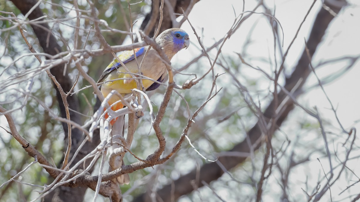 Naretha Mavi Yüzlü Papağanı - ML261101801
