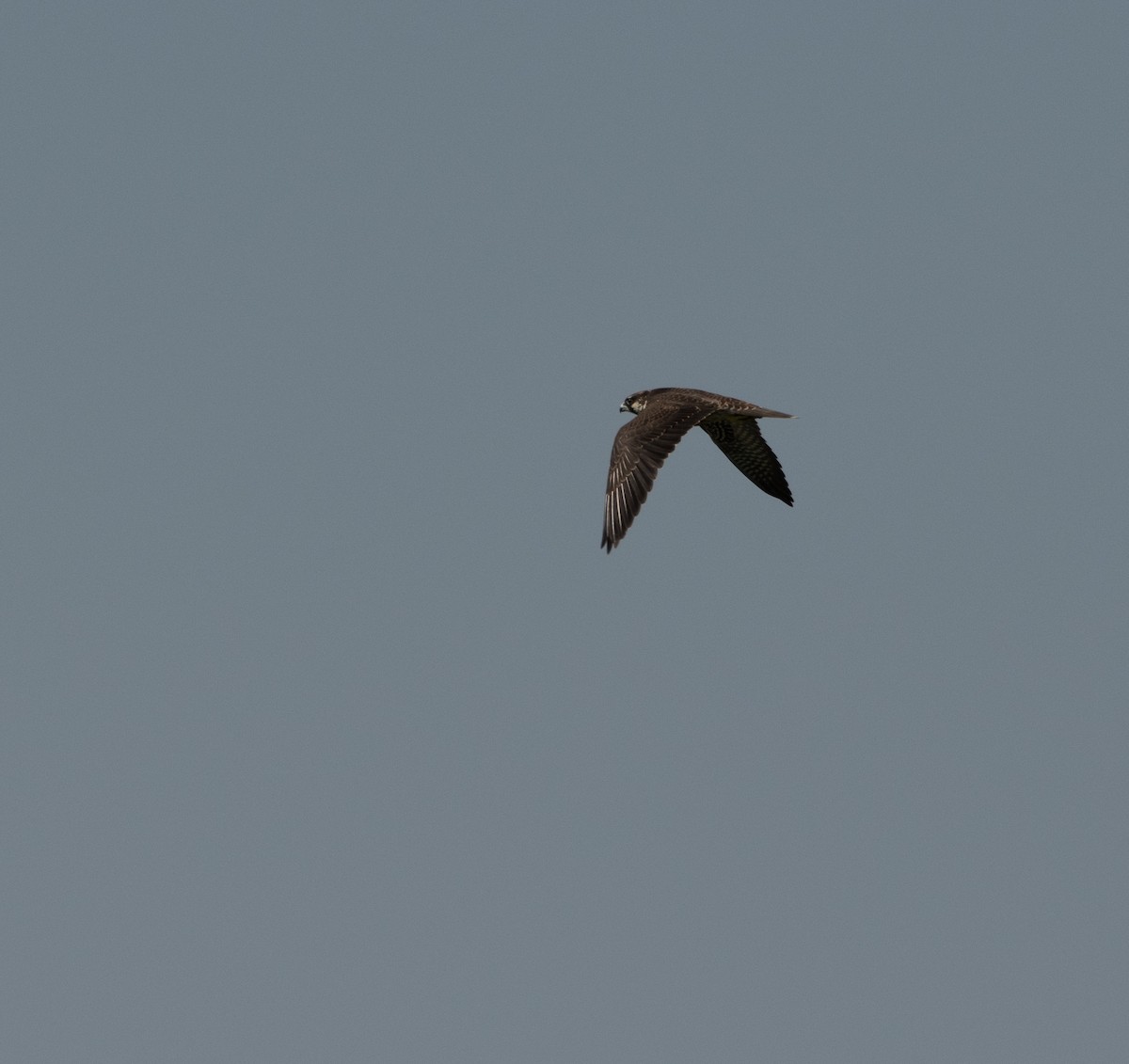 Peregrine Falcon (Eurasian) - ML261108631