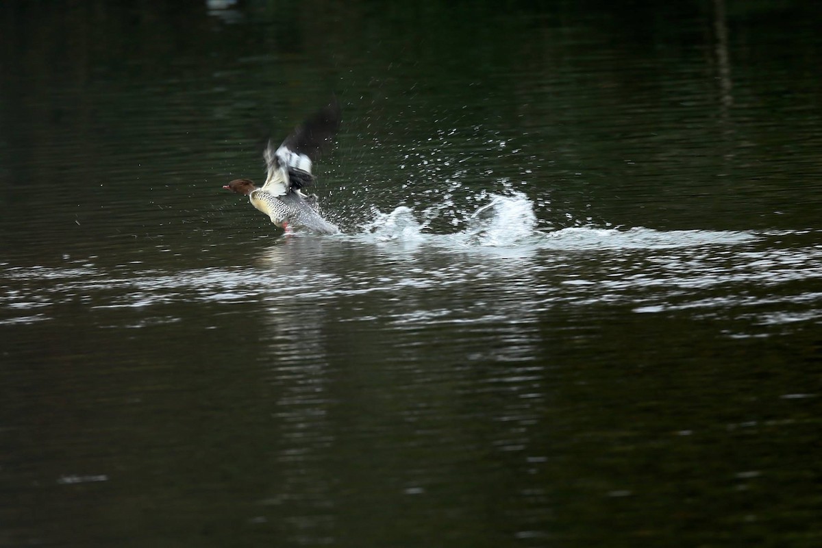Scaly-sided Merganser - Ting-Wei (廷維) HUNG (洪)