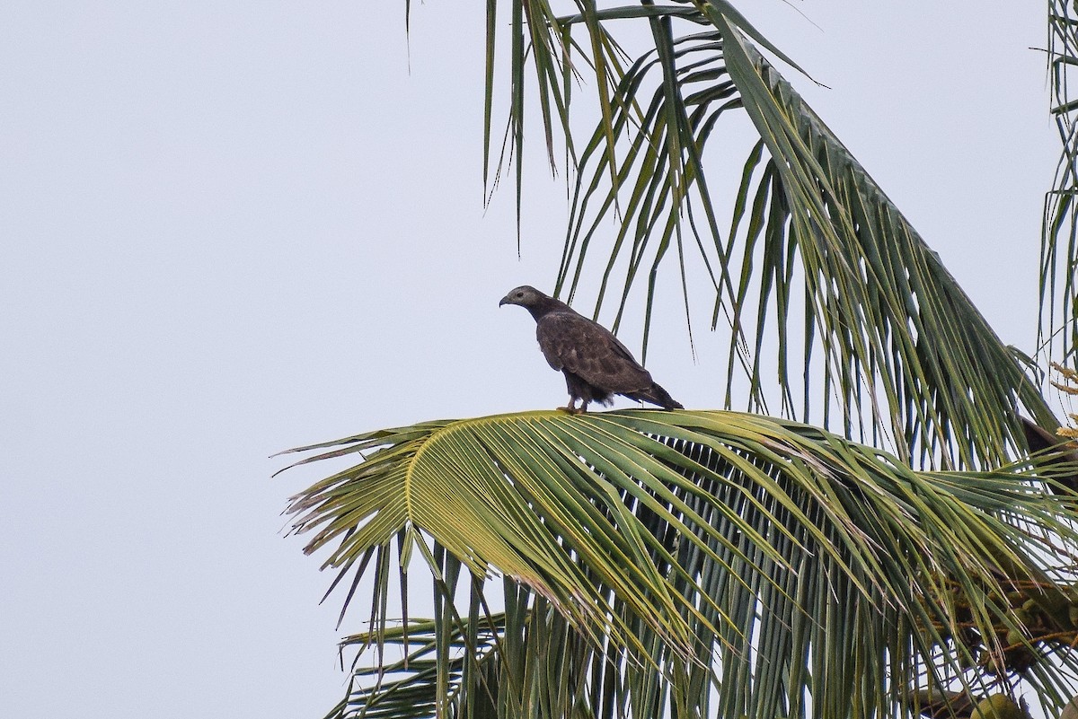 Oriental Honey-buzzard - Parth Kansara
