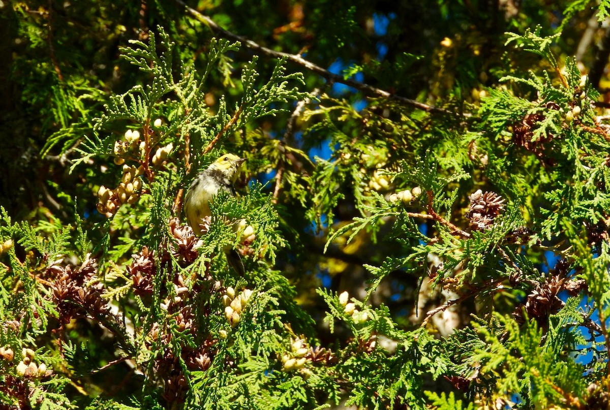 Black-throated Green Warbler - Marie-Pierre Rainville