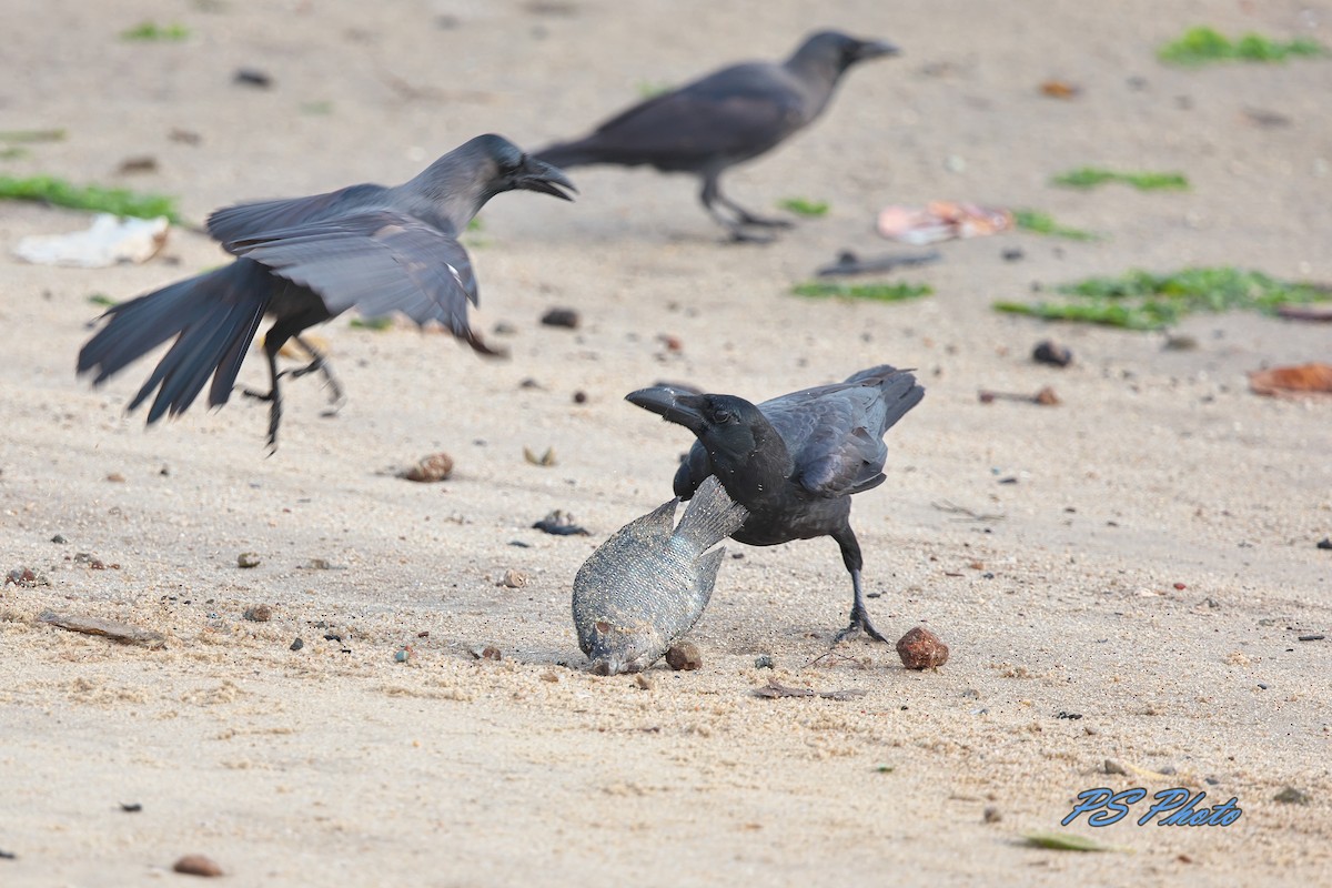 Large-billed Crow - Pary  Sivaraman
