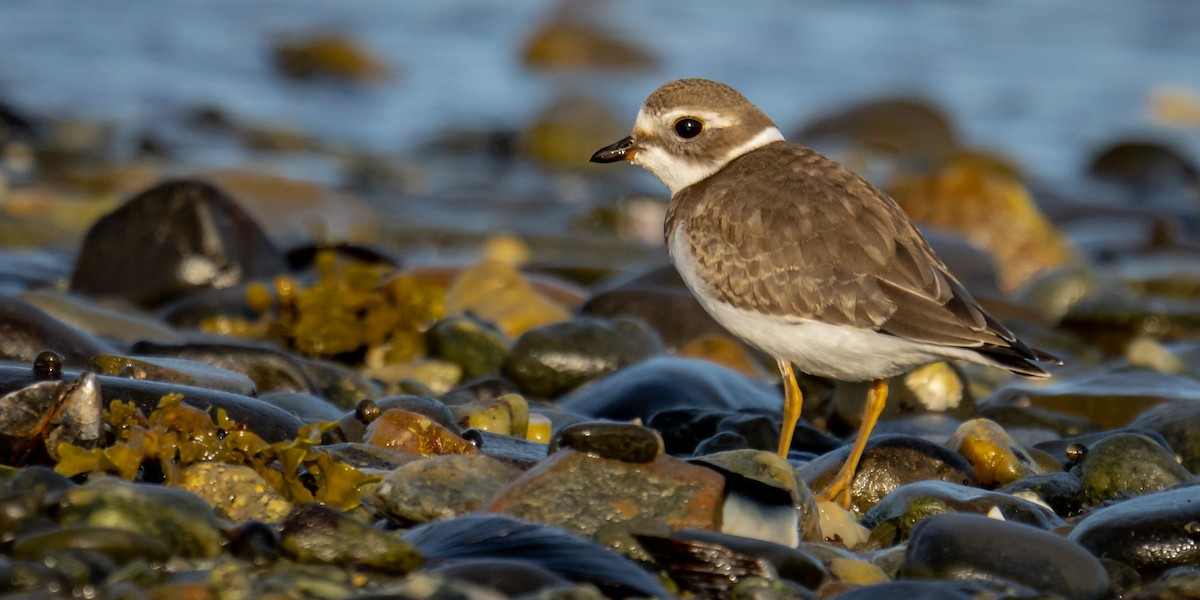 Semipalmated Plover - ML261116601