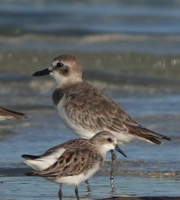 Greater Sand-Plover - Sue Hacking