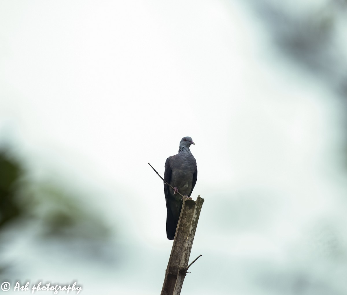 Nilgiri Wood-Pigeon - Ashwini Bhatt