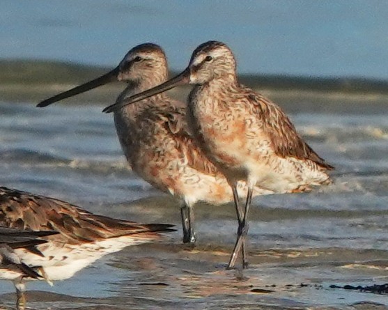 Asian Dowitcher - Sue Hacking