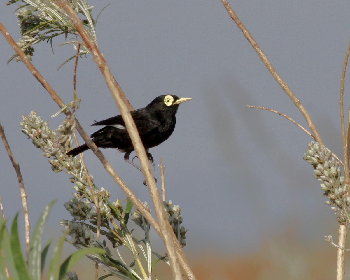 Spectacled Tyrant - ML261124081
