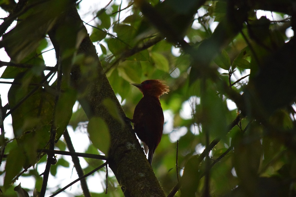Chestnut-colored Woodpecker - ML26112981