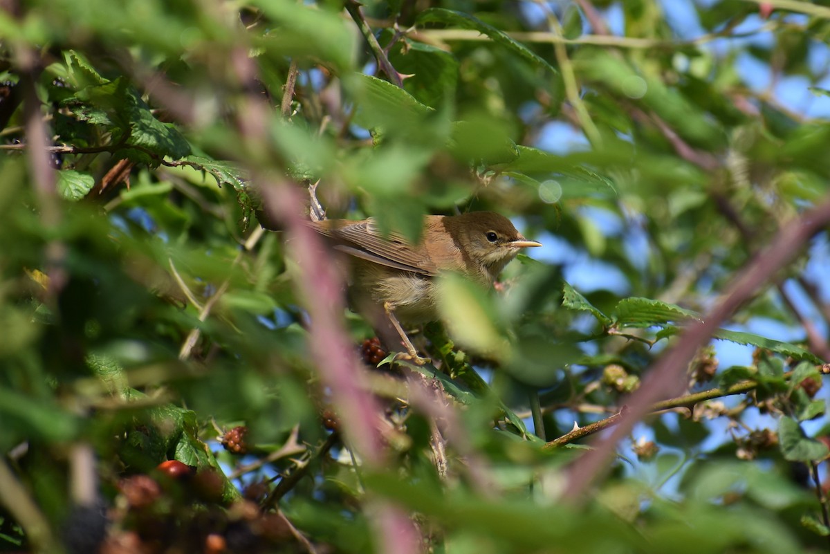 Common Reed Warbler - ML261131081