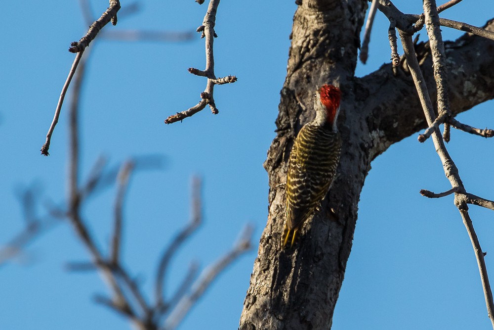 Cardinal Woodpecker - Eden Fontes